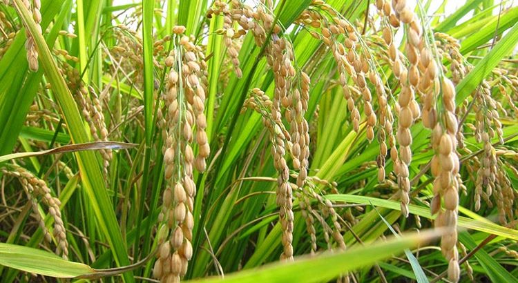 USDA pronostica alza en producción mundial de arroz