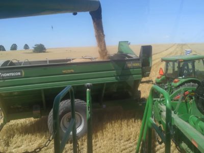 Se recolectó casi el 80% del trigo en Argentina