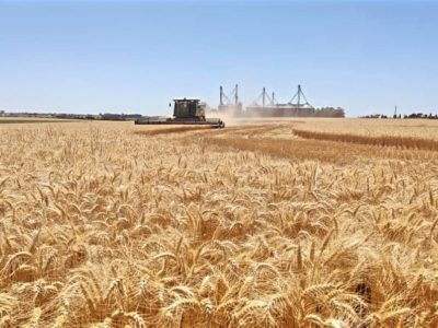 Auspiciosa cosecha de trigo en Uruguay