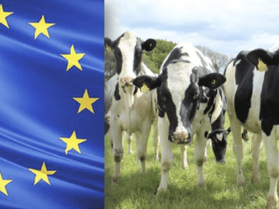 ¿Cómo hace Europa que la producción lechera sea más sostenible?