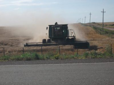 El trigo se transformó en el cultivo estrella de la campaña agrícola argentina