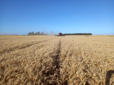 Rendimiento de equilibrio de los cultivos invernales aumentó