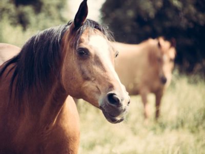 Servicios Ganaderos detectó la enfermedad “Surra” en equinos