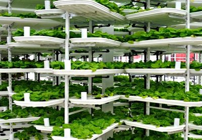 Son los cultivos verticales el futuro de la agricultura?