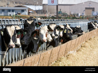 EEUU con el stock de vacas más bajo en siete años