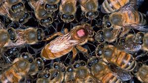 Capacitación sobre recambio y manipulación de abejas reinas