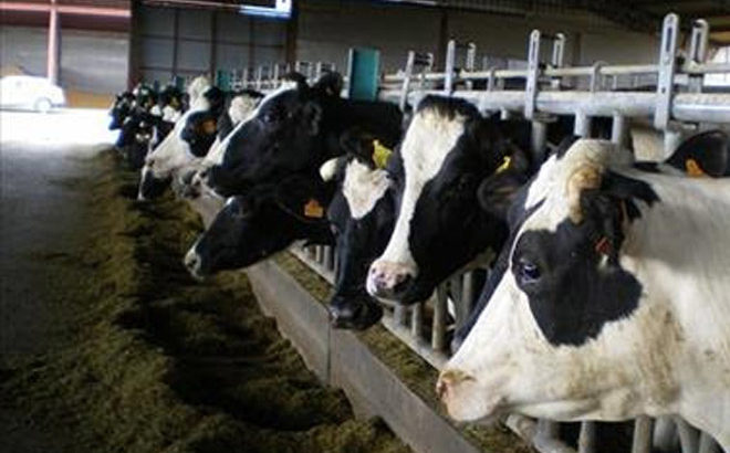 A los productores de leche irlandeses se les dice que cultiven debido a la invasión rusa
