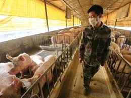 China alcanza la mayor producción de carne de cerdo