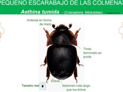 Vigilancia en colmenas ante detección de escarabajo en Paraguay