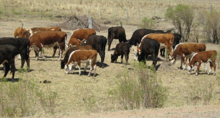 Se autoriza en siete departamentos pastoreo de animales en vía pública