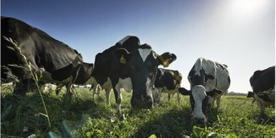 Precio de la leche en tambo en Junio 2022