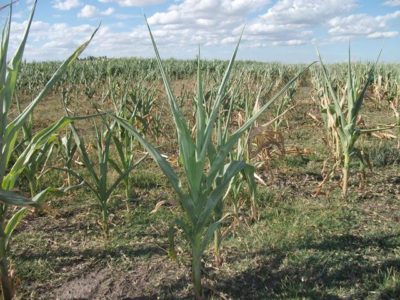 El 80% del maíz temprano en estado regular y malo en la zona núcleo de Argentina