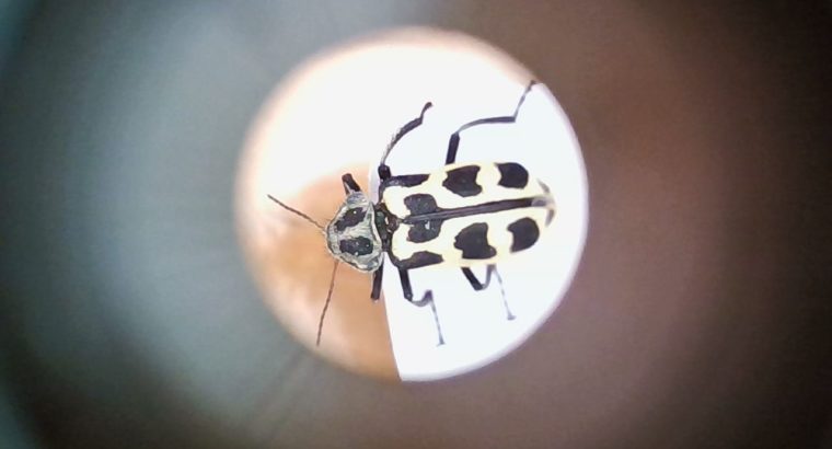 Presencia en Uruguay del  Escarabajo “SIETE DE ORO”