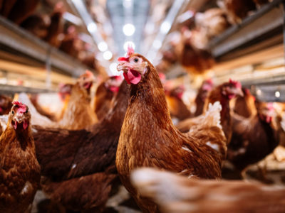 100 gallinas debieron ser sacrificadas en San José por gripe aviar