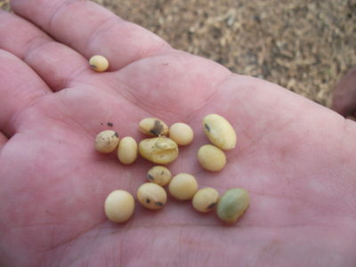 Inase autorizó venta de semilla de soja con menor germinación