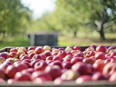 El 1° de Junio inicia el Registro Nacional FrutiHortícola