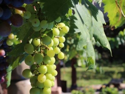 Intendencia de San José y sector vitivinícola trabajaran en plan estratégico