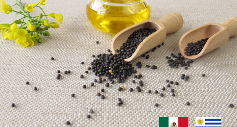 Requisitos fitosanitarios para exportar grano de colza uruguayo a México