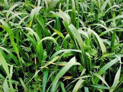 Salud de suelo: ¿hacia la agricultura perenne?