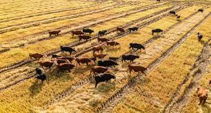 INIA Podcast:sistemas arroz-ganadería