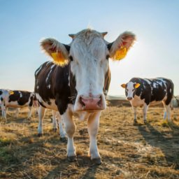 Cómo reducir el impacto del calor en bovinos para carne