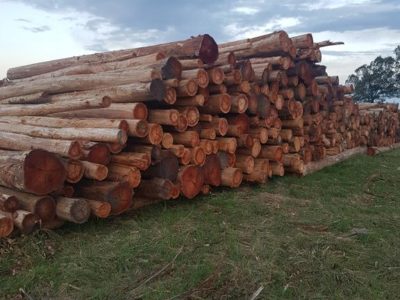 Crecen las exportaciones de madera rolliza de eucalyptus