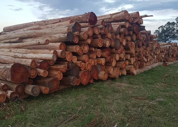 Crecen las exportaciones de madera rolliza de eucalyptus