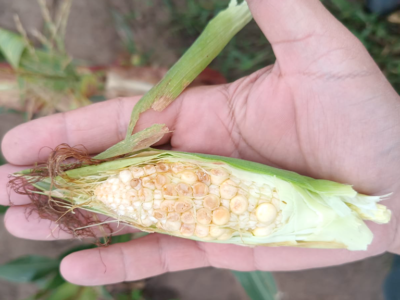 La cosecha de maíz caería al menos USD 1.130 millones en Córdoba