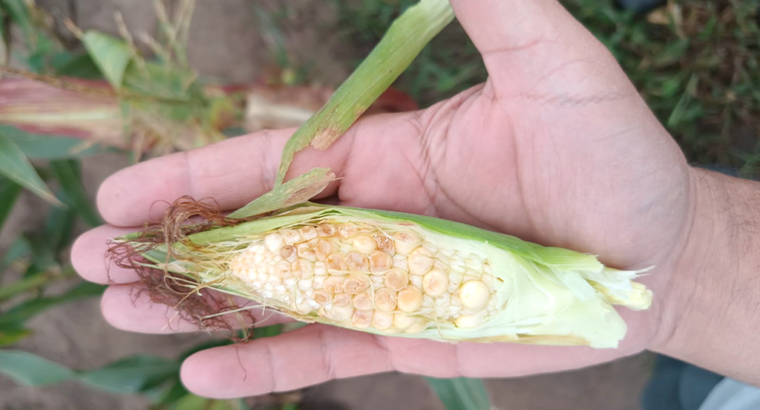 La cosecha de maíz caería al menos USD 1.130 millones en Córdoba