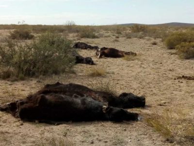 Denuncian la muerte de miles de animales por la sequía extrema pampeana