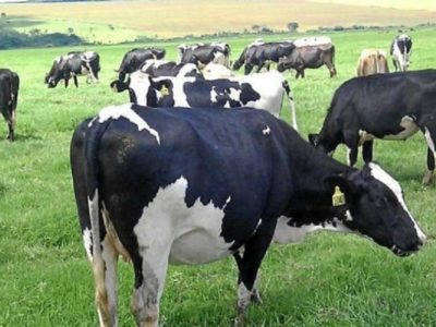 Poder Ejecutivo asistirá a 1.600 productores lecheros